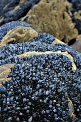 Closeup of lots of mussels on a rock at derrynane beach on the Ring of Kerry in Ireland