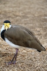 Vanellus miles in the Royal Botanic Gardens in Sydney, Australia
