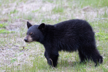 Black bear cub in the Cape Breton Highlands National Park.. © Michel JS Soucy
