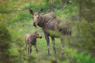 Naklejka na ściany i meble Mother and calf moose in the Cape Breton Highlands National Park.