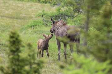 Naklejka na ściany i meble Mother and calf moose in the Cape Breton Highlands National Park.