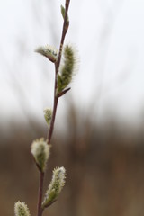 bud of spring
