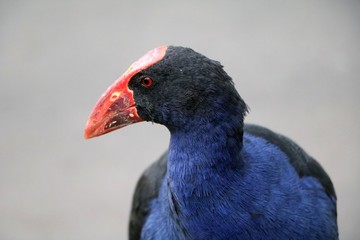 Porphyrio porphyrio in Royal Botanic Gardens in Sydney, Australia