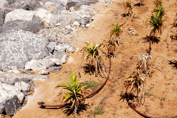Drip irrigation on a flower bed in the city. Dubai, United Arab Emirates.