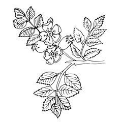 Hand-drawn rosehip branch with berries, ink. Retro style for printing. Botanical illustration. Vector.