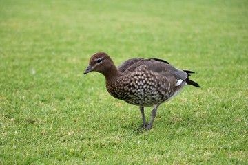 Chenonetta jubata in Royal Botanic Gardens in Sydney, Australia