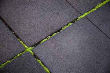 Fototapeta premium Moss on ground