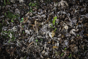 Autumn leaves