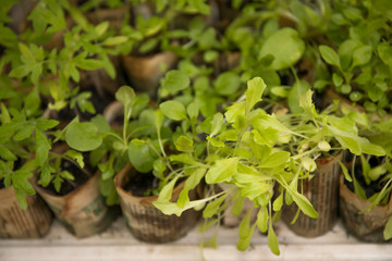 Young tomato seedlings in a paper boxes.