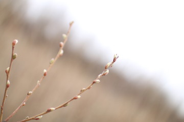 branch of willow © Алексей Мохов