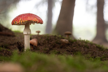 big fly agaric close up in a forest 3