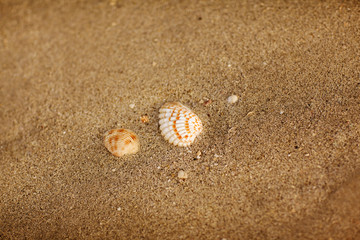 Fototapeta na wymiar Beautiful seashells scattered on the sandy beach