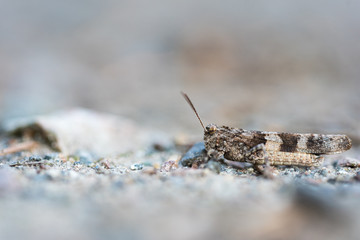 blue-winged grasshopper on rocky ground
