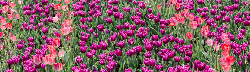 Fototapeta premium multi-colored tulips
