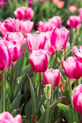 Pink tulips
