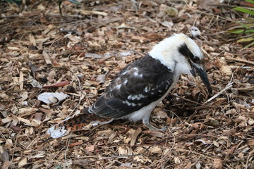 Dacelo novaeguineae in Royal Botanic Gardens in Sydney, Australia
