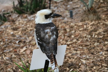 Kookaburra in Royal Botanic Gardens in Sydney, Australia