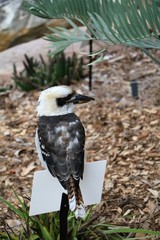 Dacelo novaeguineae in Royal Botanic Gardens in Sydney, Australia