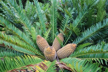Cycas revoluta in Royal Botanic Gardens in Sydney, Australia