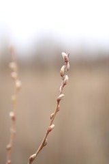 branch of willow