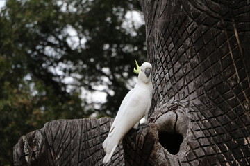 Cacatua galerita in Royal Botanic Gardens in Sydney, Australia