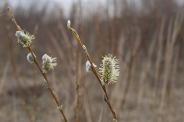 wild flowers on a background of blue sky