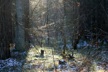 ray of sunshine in the forest