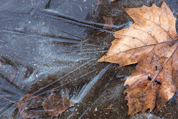 Frozen Brownish Autumn Leaf With Copy Space on The Left Side