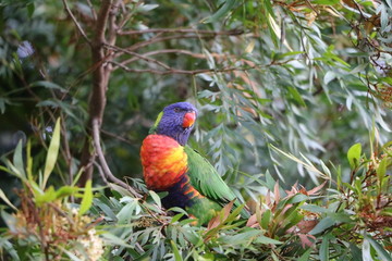 Trichoglossus moluccanus in Royal Botanic Gardens in Sydney, Australia