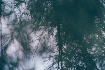 Pine Tree, Nature Background Texture