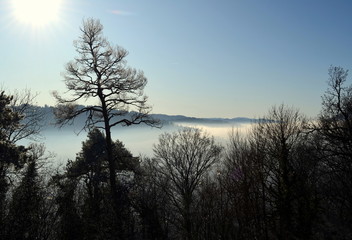 Winterwald in Freiburg