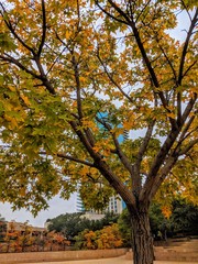 tree in autumn