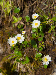 flowers in the alps, alpine buttercups