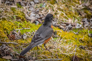 Robin redbreast bird