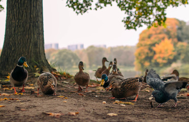 chickens on farm