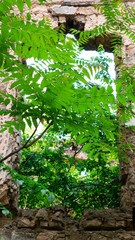 Window of old dilapidated buildings overgrown with greenery.