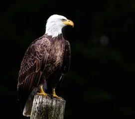 Rolgordijnen Bald Eagle © emranashraf