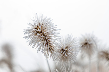 Eis Kristalle auf  Gras Schilf mit eisigen Schilf Blüten Früchten im Winter 
