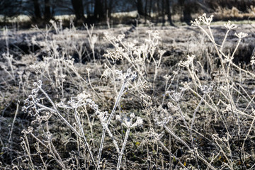 Winter Flowers