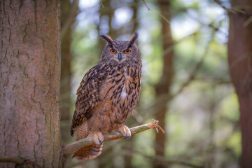 Euroasian Eagle Owl