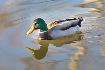 Obraz premium Stockente 5