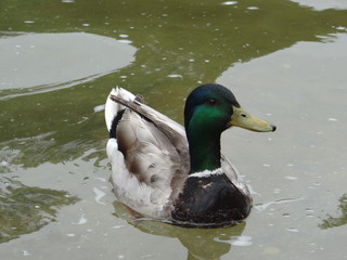 Duck in a pond / Pato en un lago