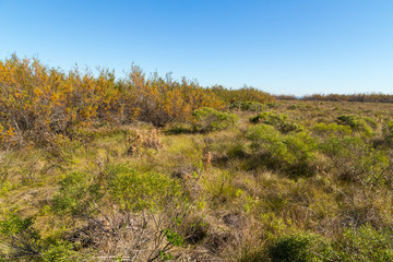 Fototapeta na wymiar Tamarind Trees and brush-covered sand dunes act as wind block for Galveston Island Pasture Land