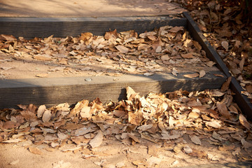 木道の階段・秋・冬・枯れ葉