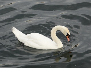 Swan on Danube river in Viena / Cisne en el Danubio en Viena
