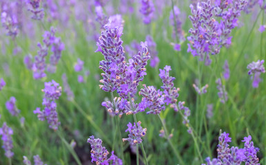 Lavender farm. Perfect purple lavender farm in Turkey.
