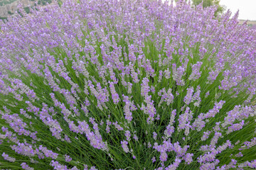 Lavender farm. Perfect purple lavender farm in Turkey.