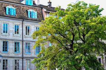magnifique arbre  et vieux immeuble dans genève suisse