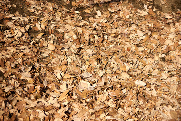 枯れ葉・落ち葉・地面