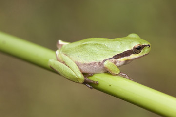 Hyla meridionalis Mediterranean tree frog stripeless tree frog small amphibious abundant in places with high humidity where it goes to spawn mimicking in green places